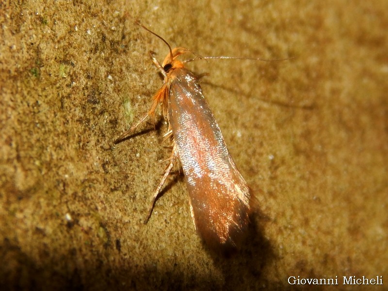 Micro da determinare: Crassa unitella - Oecophoridae